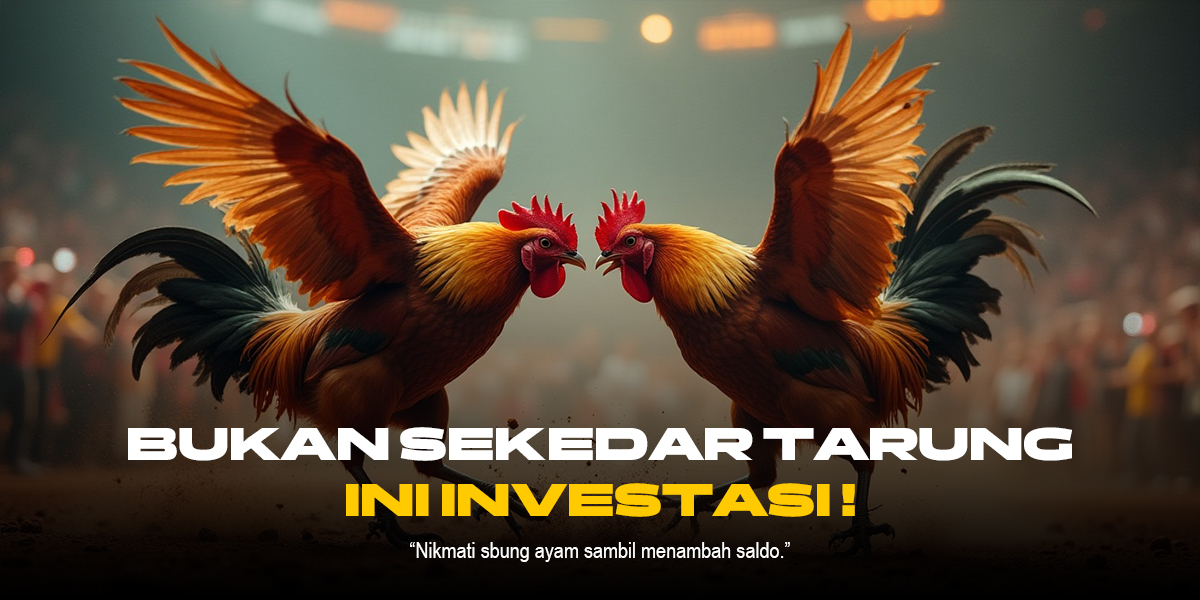 Mengenal Jenis Ayam Laga Populer di SV388 Sabung Ayam